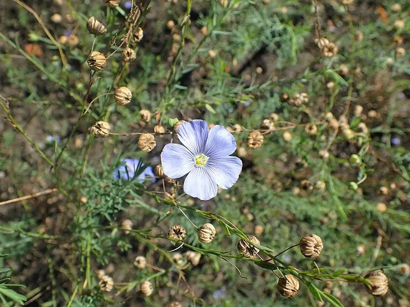 Blue flax (Linum lewisii), photographed off the property.