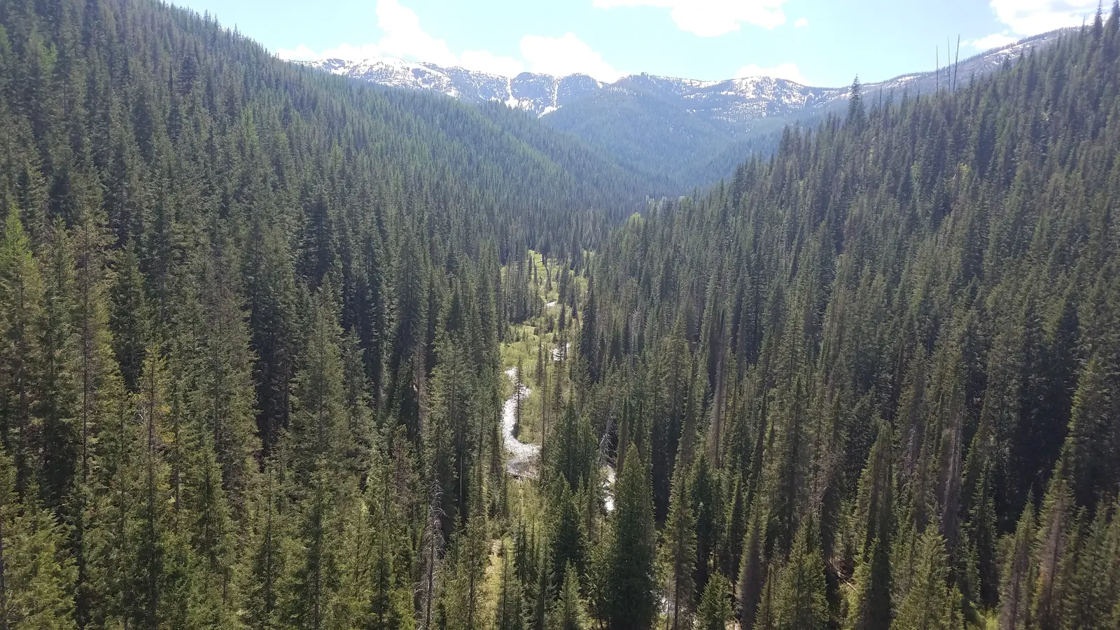A timbered valley in the Idaho Panhandle National Forests, a creek threading the bottom of it and snow still lying on the peaks beyond