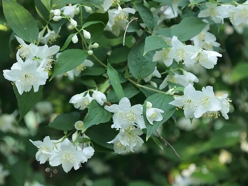 Mock orange (Philadelphus lewisii), Idaho's state flower, photographed off the property.